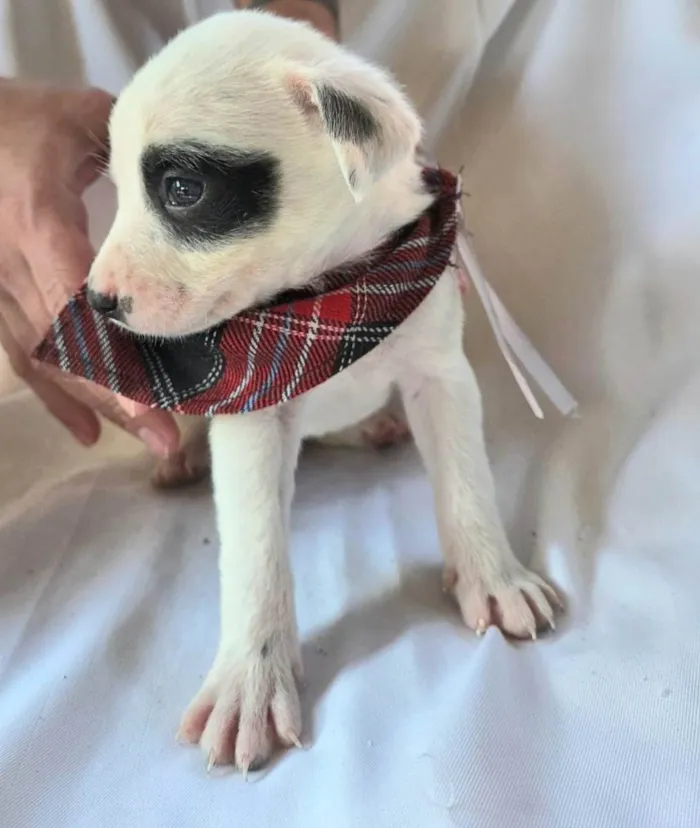 Cachorro ra a SRD-ViraLata idade Abaixo de 2 meses nome Ney