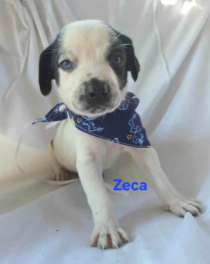 Cachorro ra a SRD-ViraLata idade Abaixo de 2 meses nome Zeca