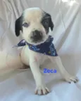 Zeca