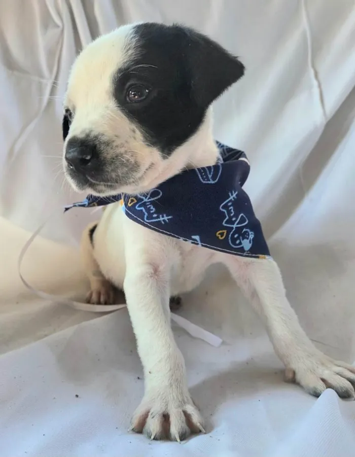 Cachorro ra a SRD-ViraLata idade Abaixo de 2 meses nome Zeca