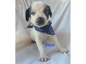 Cachorro raça SRD-ViraLata idade Abaixo de 2 meses nome Zeca