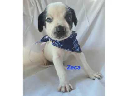 Cachorro raça SRD-ViraLata idade Abaixo de 2 meses nome Zeca