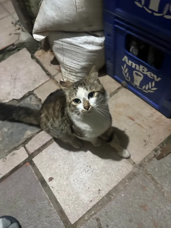 Gato ra a Angorá idade 2 a 6 meses nome Sem nome 