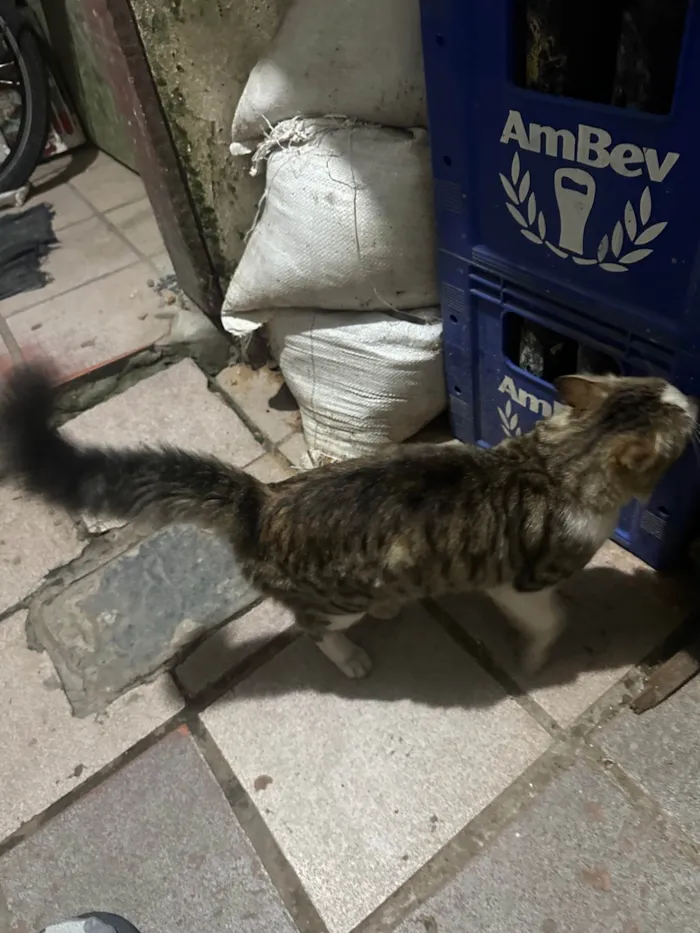 Gato ra a Angorá idade 2 a 6 meses nome Sem nome 