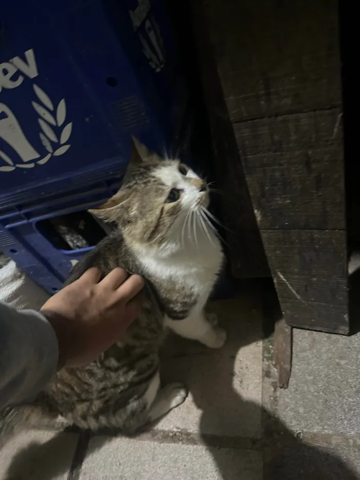 Gato ra a Angorá idade 2 a 6 meses nome Sem nome 