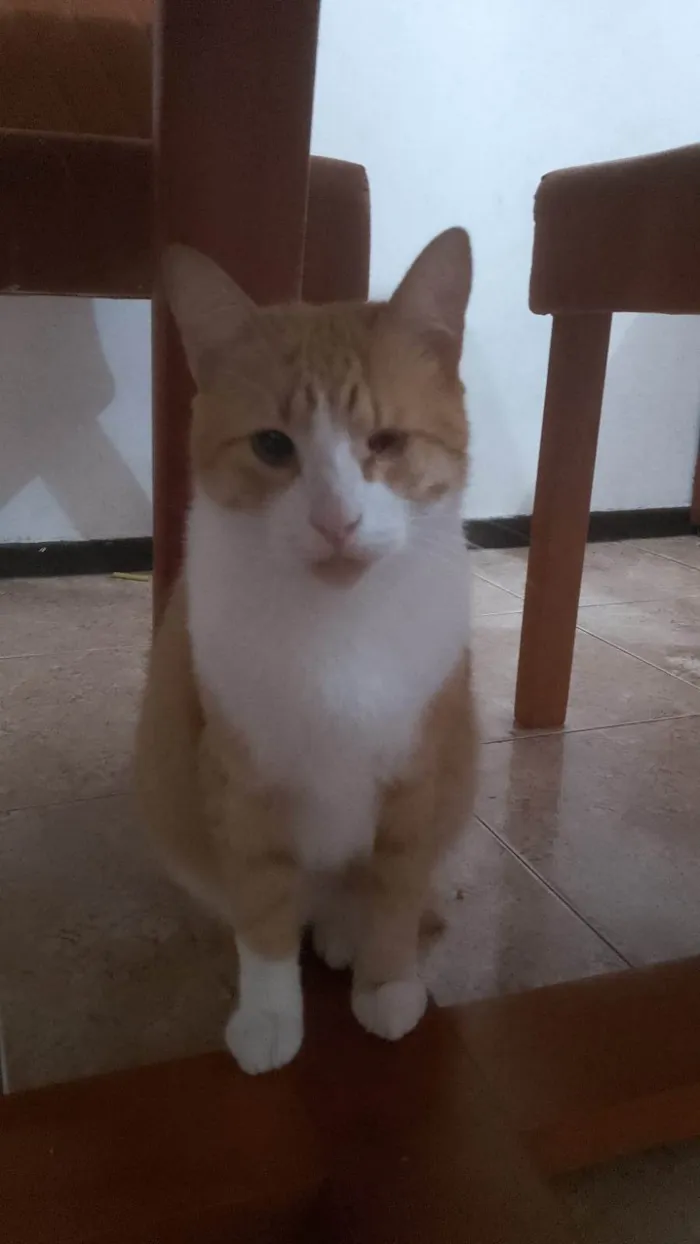Gato ra a SRD-ViraLata idade 2 anos nome Xamiau 