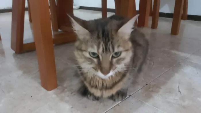 Gato ra a SRD-ViraLata idade 1 ano nome Brigida