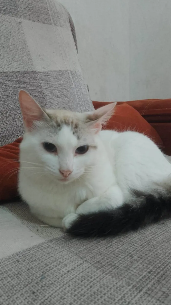 Gato ra a SRD-ViraLata idade 1 ano nome Dorama