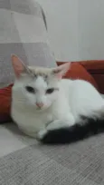 Dorama