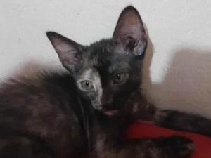 Gato raça SRD-ViraLata idade 2 a 6 meses nome Sem nome 