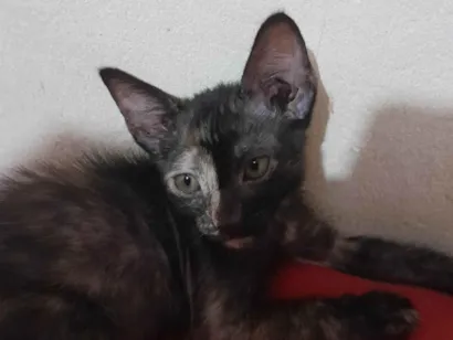 Gato raça SRD-ViraLata idade 2 a 6 meses nome Sem nome 