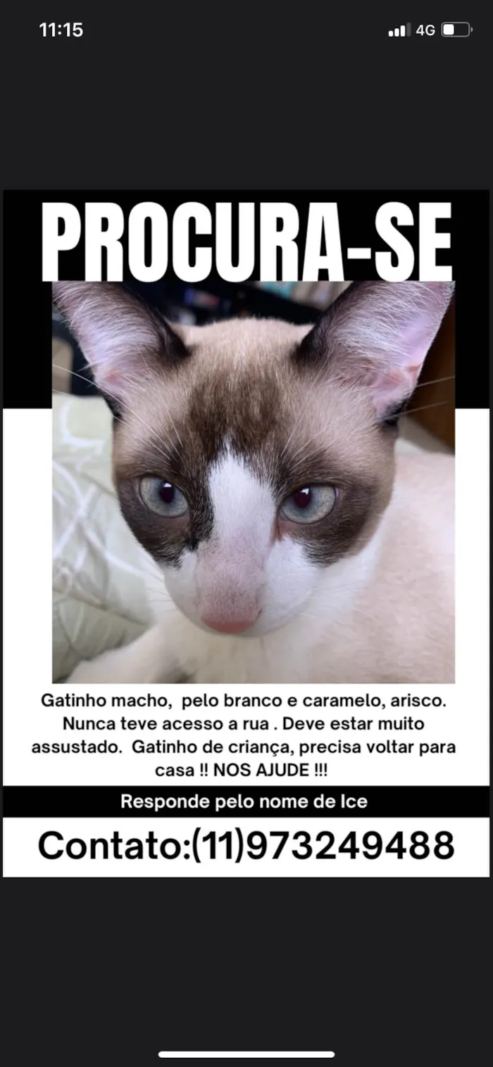 Gato ra a SRD-ViraLata idade 7 a 11 meses nome Ice