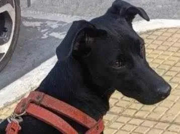 Cachorro raça SRD-ViraLata idade 2 a 6 meses nome Neguinha 