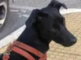 Neguinha