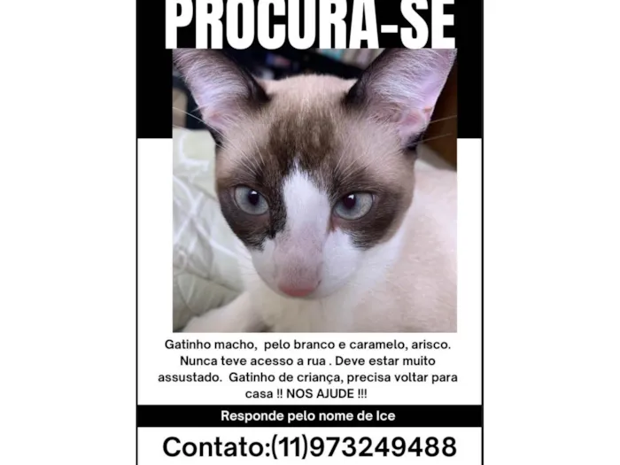 Gato ra a SRD-ViraLata idade 7 a 11 meses nome Ice