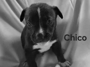 Cachorro raça SRD-ViraLata idade Abaixo de 2 meses nome Chico