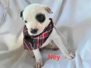 Cachorro raça SRD-ViraLata idade Abaixo de 2 meses nome Ney