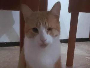 Gato raça SRD-ViraLata idade 2 anos nome Xamiau 