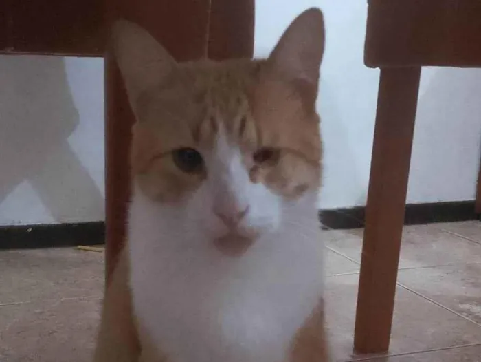 Gato ra a SRD-ViraLata idade 2 anos nome Xamiau 