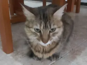 Gato raça SRD-ViraLata idade 1 ano nome Brigida