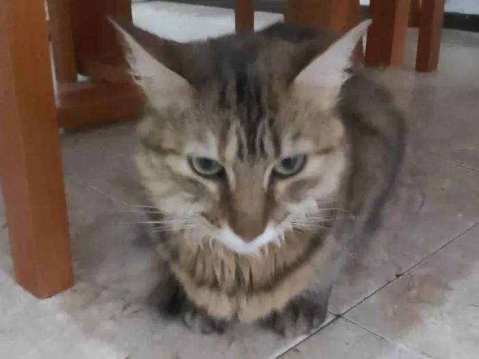Gato ra a SRD-ViraLata idade 1 ano nome Brigida