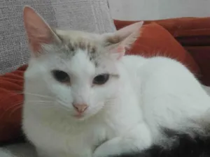 Gato raça SRD-ViraLata idade 1 ano nome Dorama
