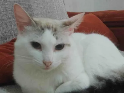 Gato raça SRD-ViraLata idade 1 ano nome Dorama