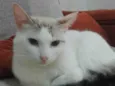 Dorama