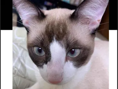 Gato raça SRD-ViraLata idade 7 a 11 meses nome Ice