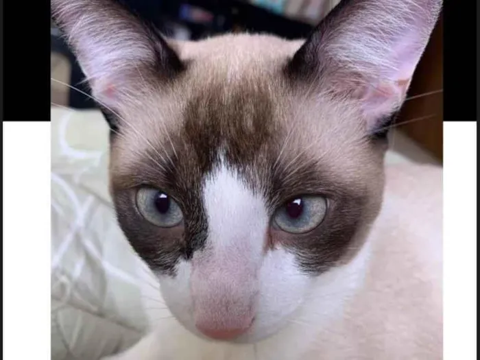 Gato ra a SRD-ViraLata idade 7 a 11 meses nome Ice