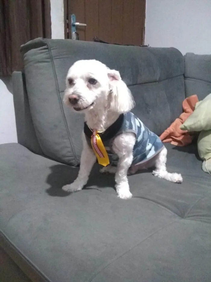 Cachorro ra a Maltês idade 6 ou mais anos nome Denison Soares de França Nascimento 