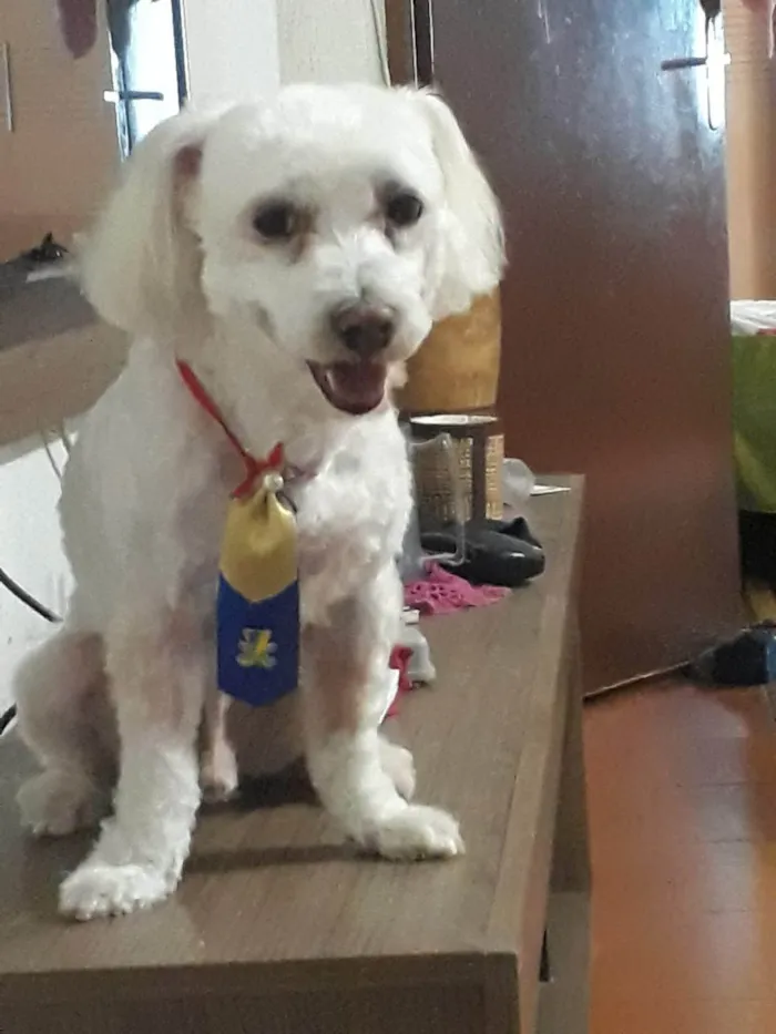 Cachorro ra a Maltês idade 6 ou mais anos nome Denison Soares de França Nascimento 