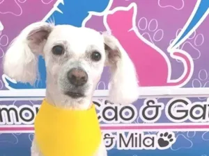 Cachorro raça Maltês idade 6 ou mais anos nome Denison Soares de França Nascimento 