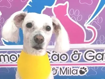 Cachorro raça Maltês idade 6 ou mais anos nome Denison Soares de França Nascimento 