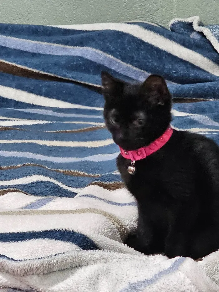Gato ra a SRD-ViraLata idade 2 a 6 meses nome Não tem nome 