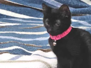 Gato raça SRD-ViraLata idade 2 a 6 meses nome Não tem nome 