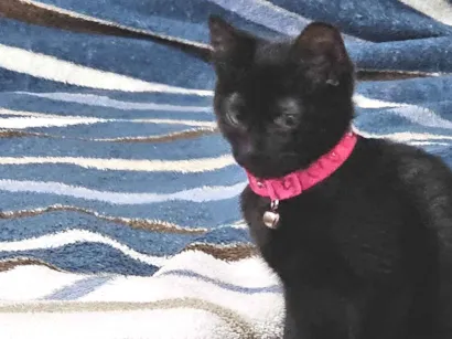 Gato raça SRD-ViraLata idade 2 a 6 meses nome Não tem nome 