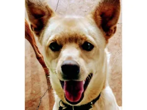 Cachorro raça SRD-ViraLata idade 7 a 11 meses nome Fred
