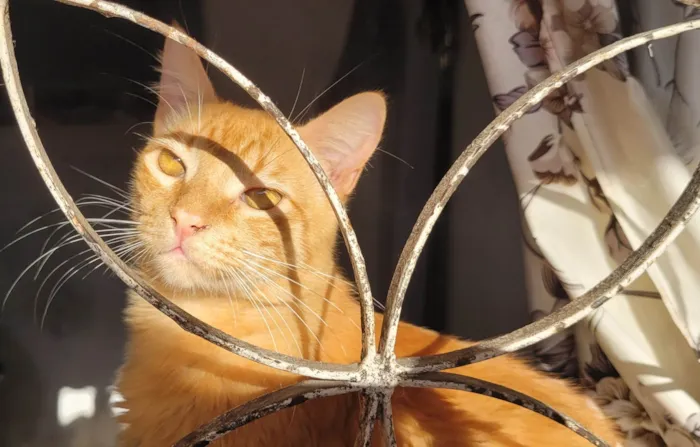 Gato ra a SRD-ViraLata idade 2 a 6 meses nome Lilo