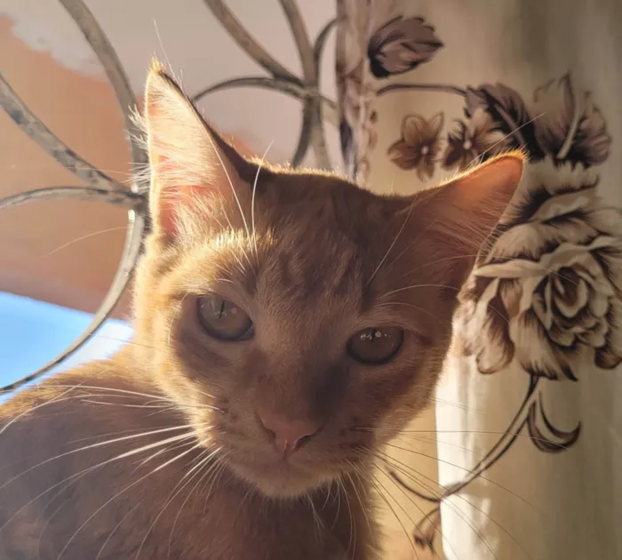 Gato ra a SRD-ViraLata idade 2 a 6 meses nome Lilo