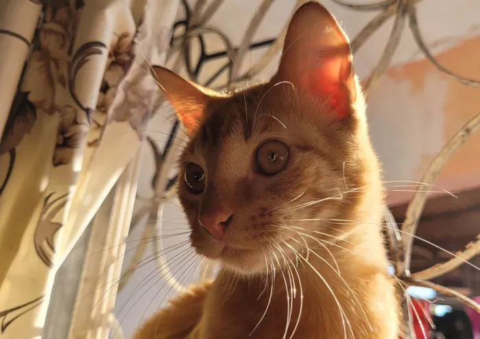 Gato ra a SRD-ViraLata idade 2 a 6 meses nome Lilo