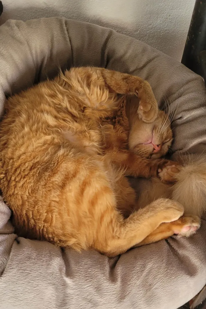Gato ra a SRD-ViraLata idade 2 a 6 meses nome Lilo
