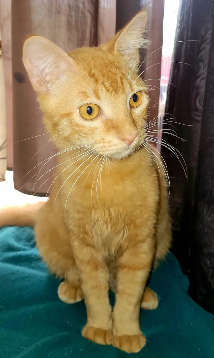 Gato ra a SRD-ViraLata idade 2 a 6 meses nome Lilo