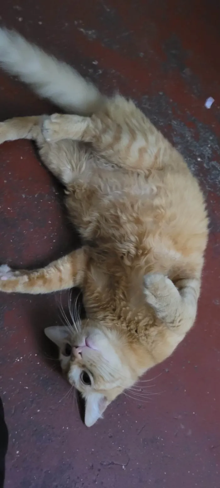 Gato ra a SRD-ViraLata idade 2 a 6 meses nome Lilo