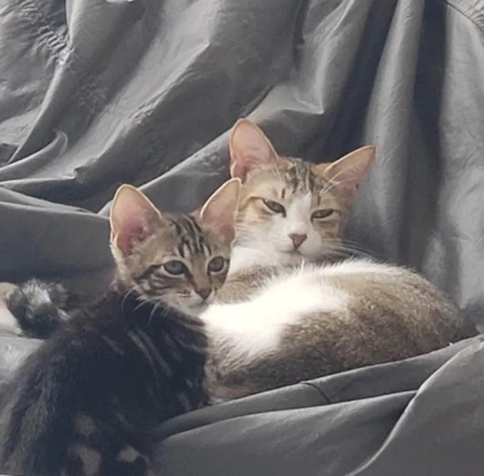 Gato ra a SRD-ViraLata idade 2 a 6 meses nome Mexerica 
