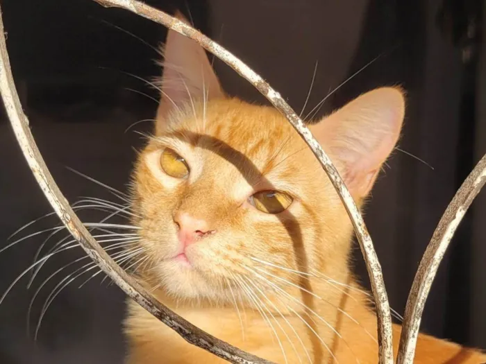 Gato ra a SRD-ViraLata idade 2 a 6 meses nome Lilo