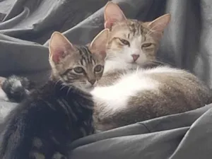 Gato raça SRD-ViraLata idade 2 a 6 meses nome Mexerica 