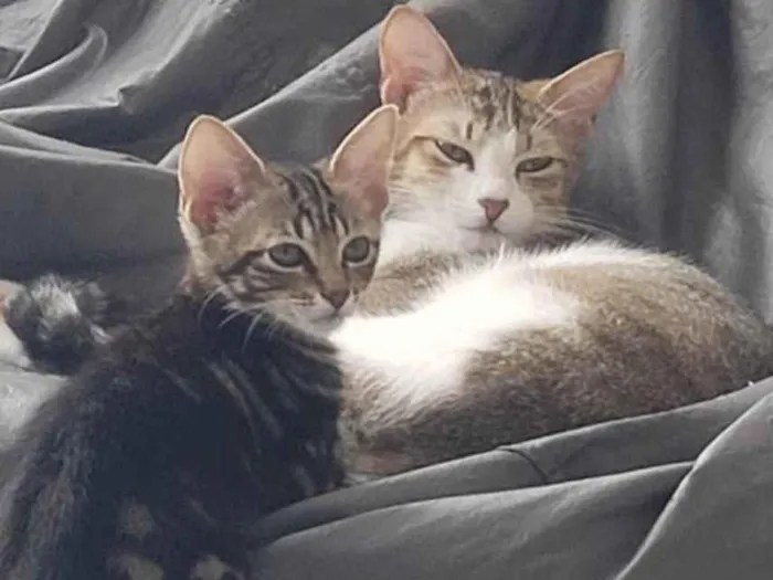 Gato ra a SRD-ViraLata idade 2 a 6 meses nome Mexerica 