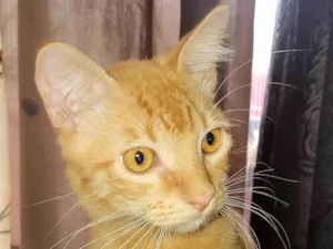 Gato raça SRD-ViraLata idade 2 a 6 meses nome Lilo