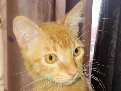 Gato raça SRD-ViraLata idade 2 a 6 meses nome Lilo